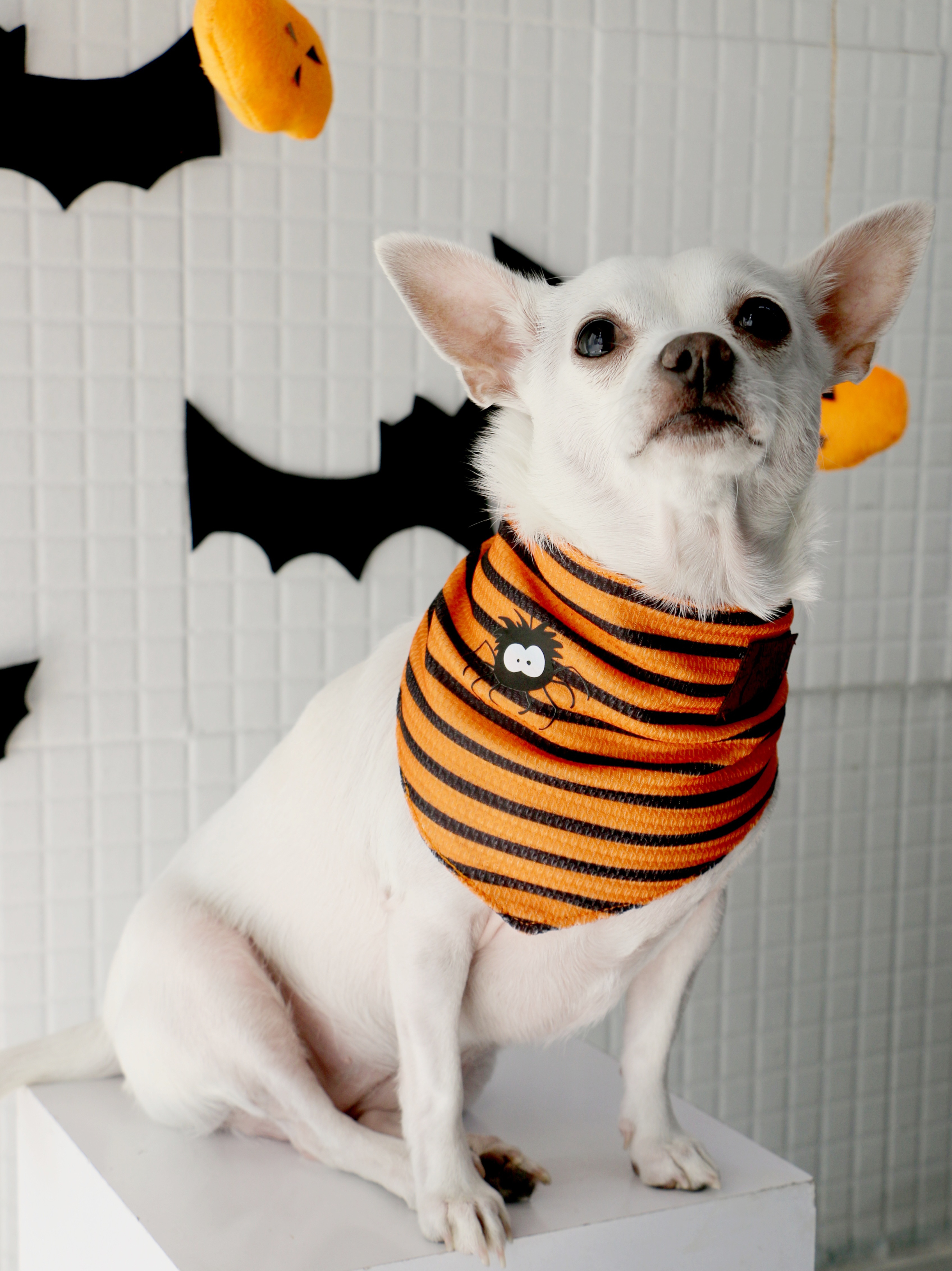 دستمال گردن سگ طرح هالووینی عنکبوت