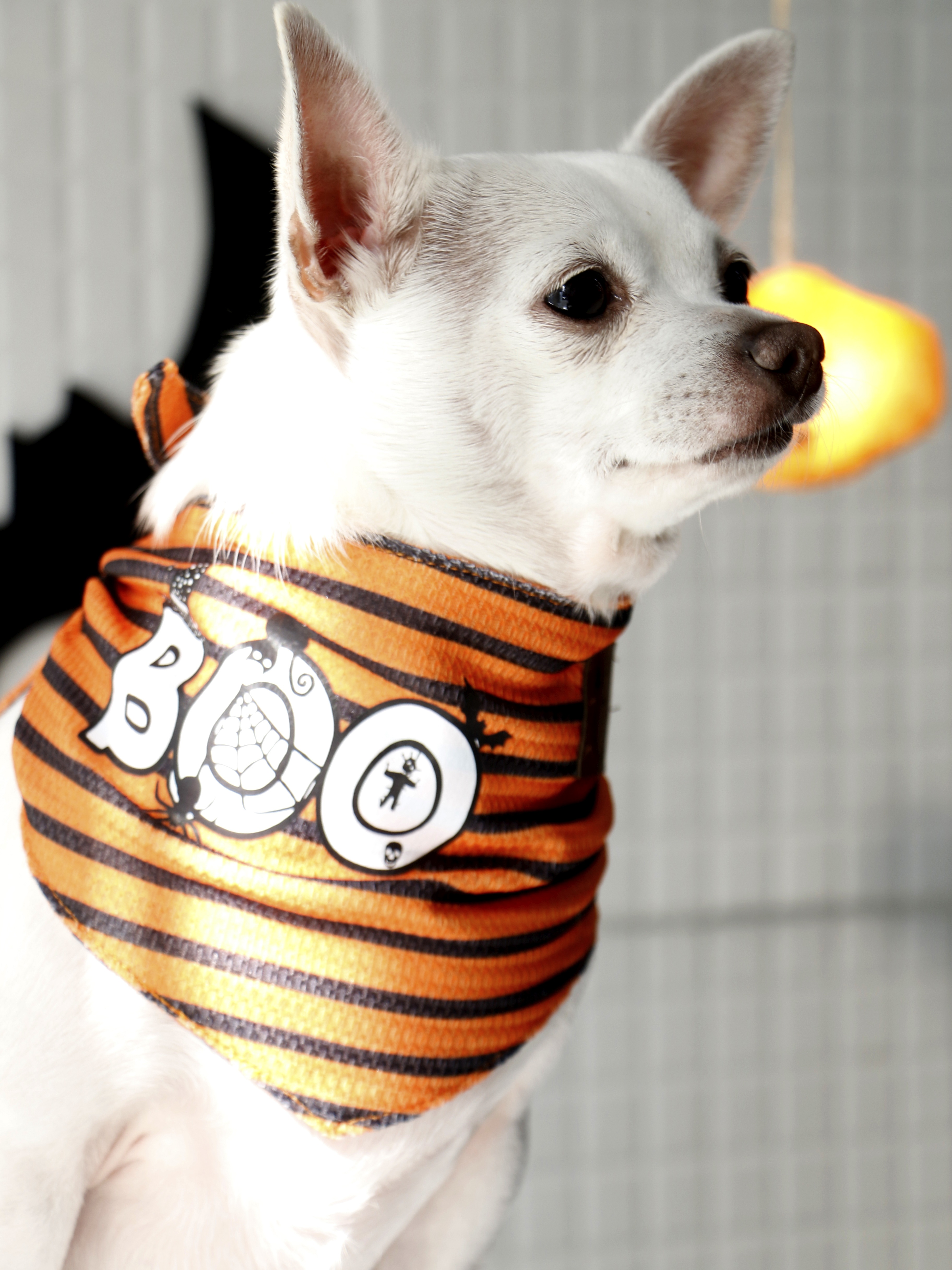 دستمال گردن سگ طرح هالووینی BOO