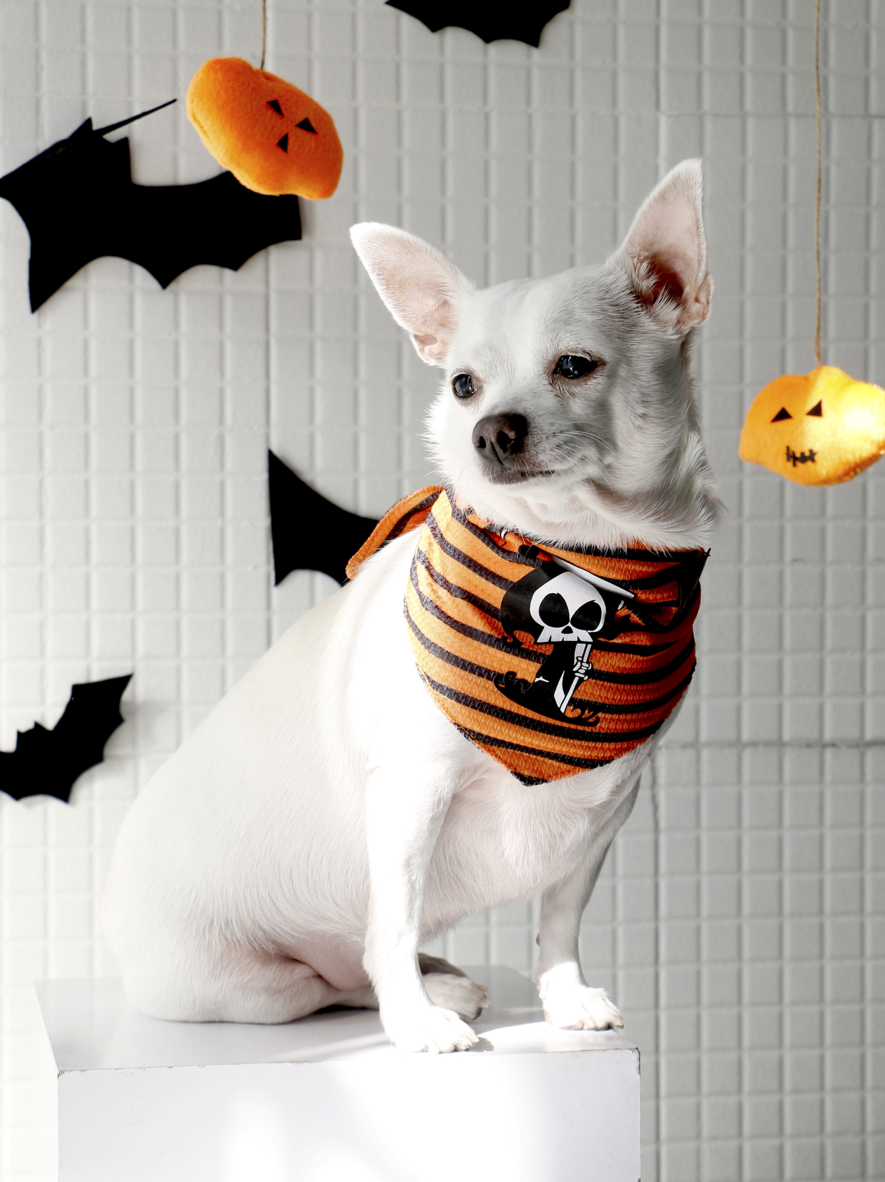 دستمال گردن سگ طرح هالووینی Grim Reaper