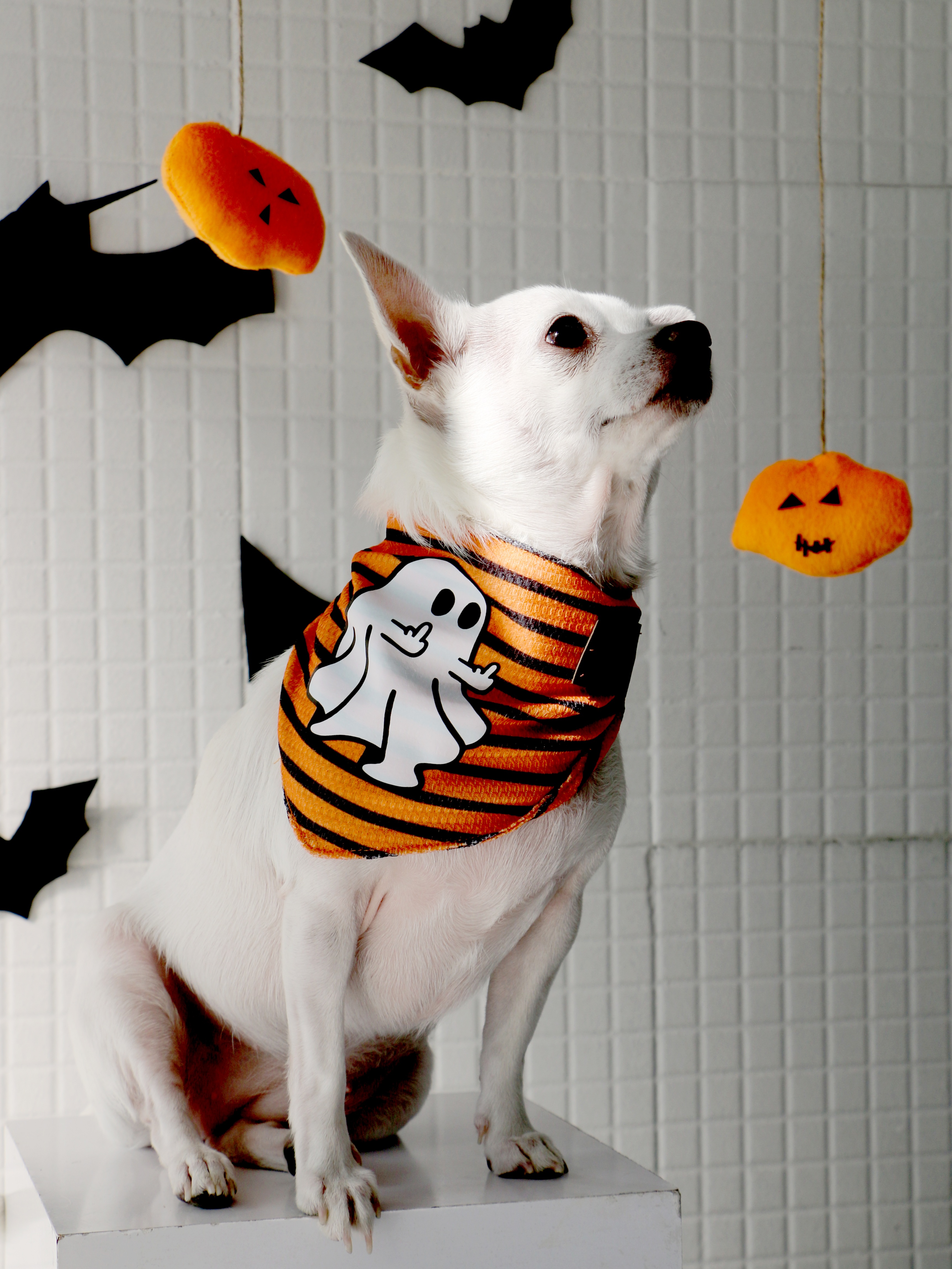 دستمال گردن سگ طرح هالووینی Ghost