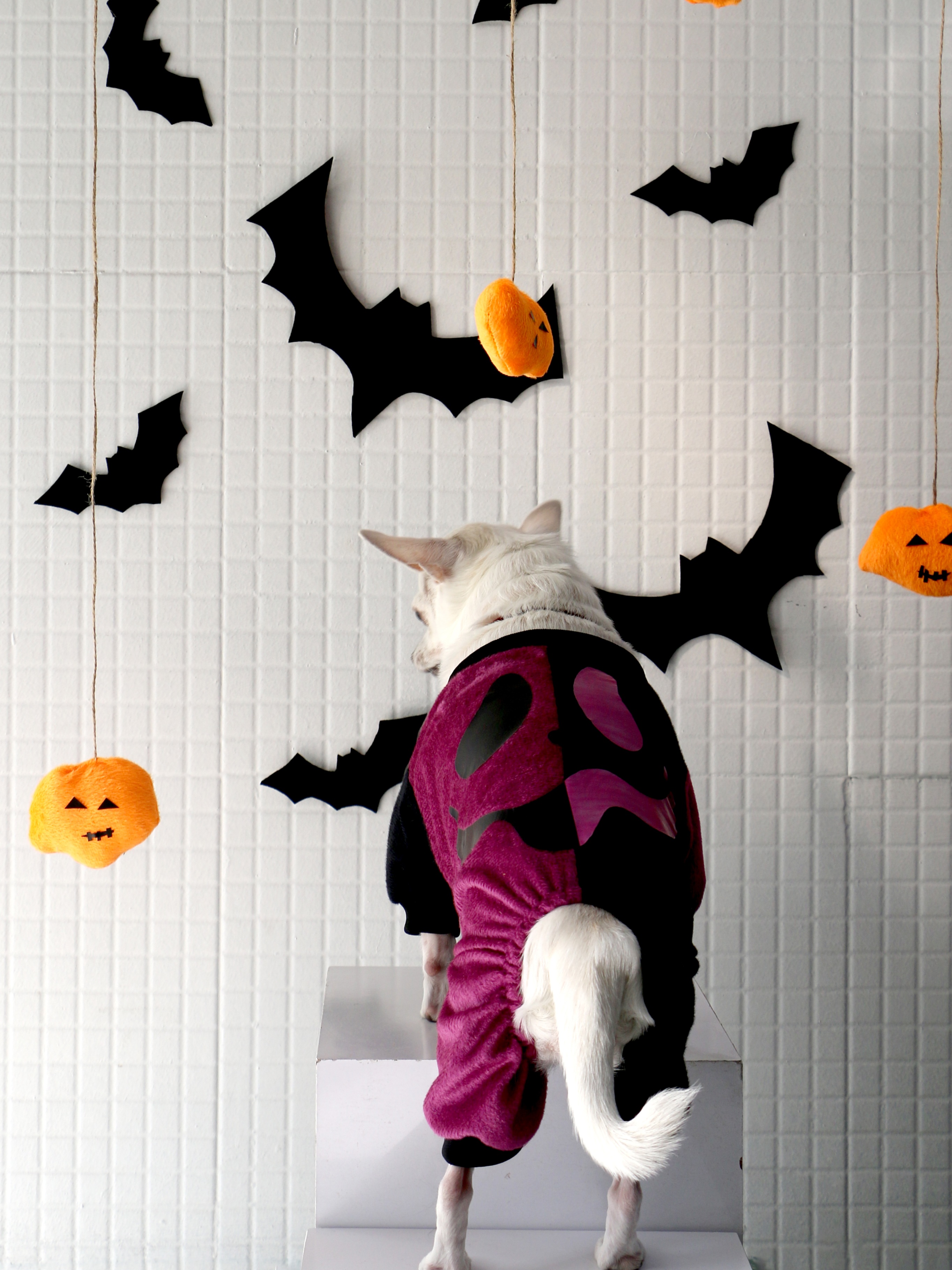 سر همی سگ طرح هالووینی مشکی بنفش