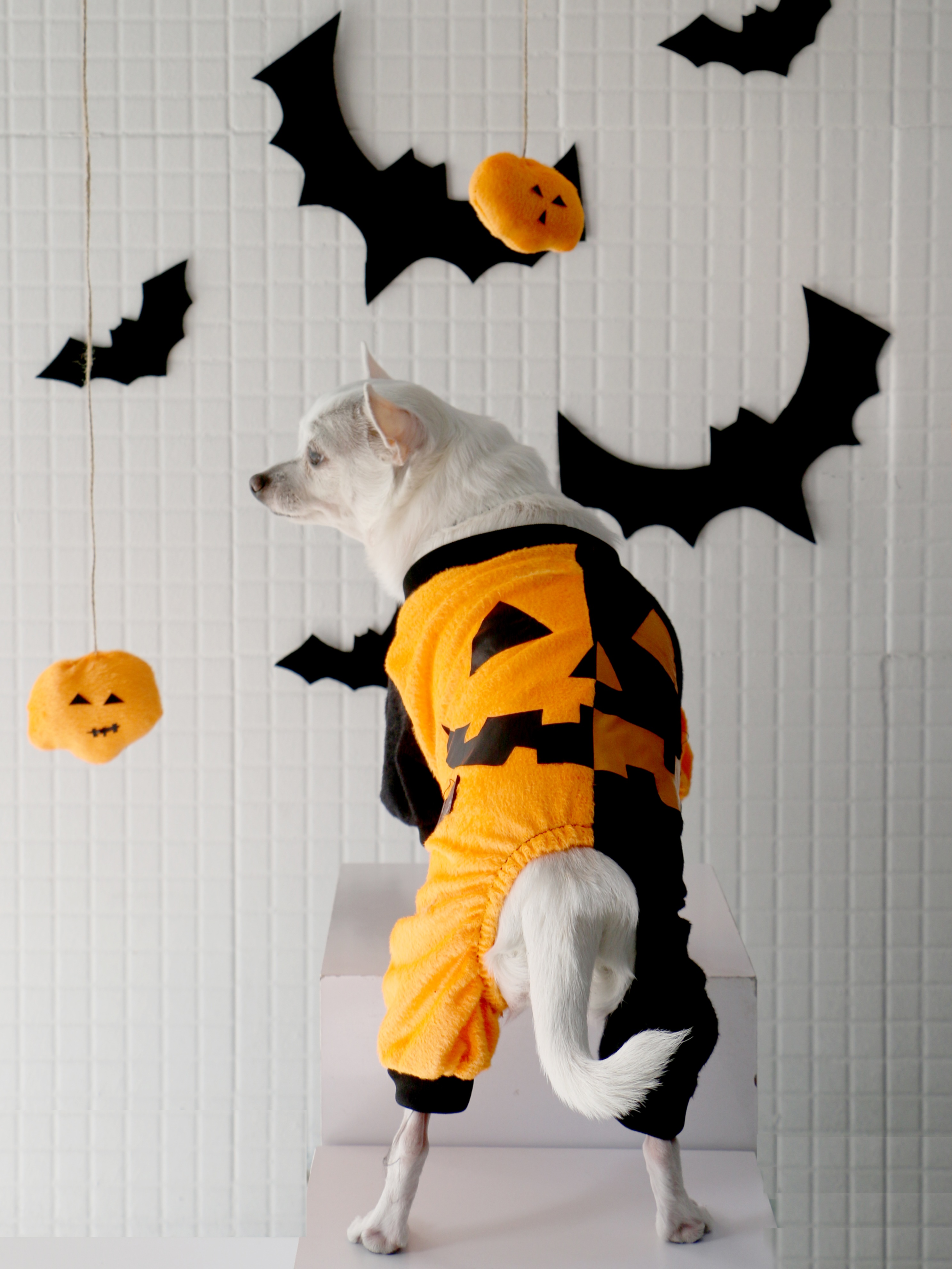 سر همی سگ طرح هالووینی مشکی نارنجی