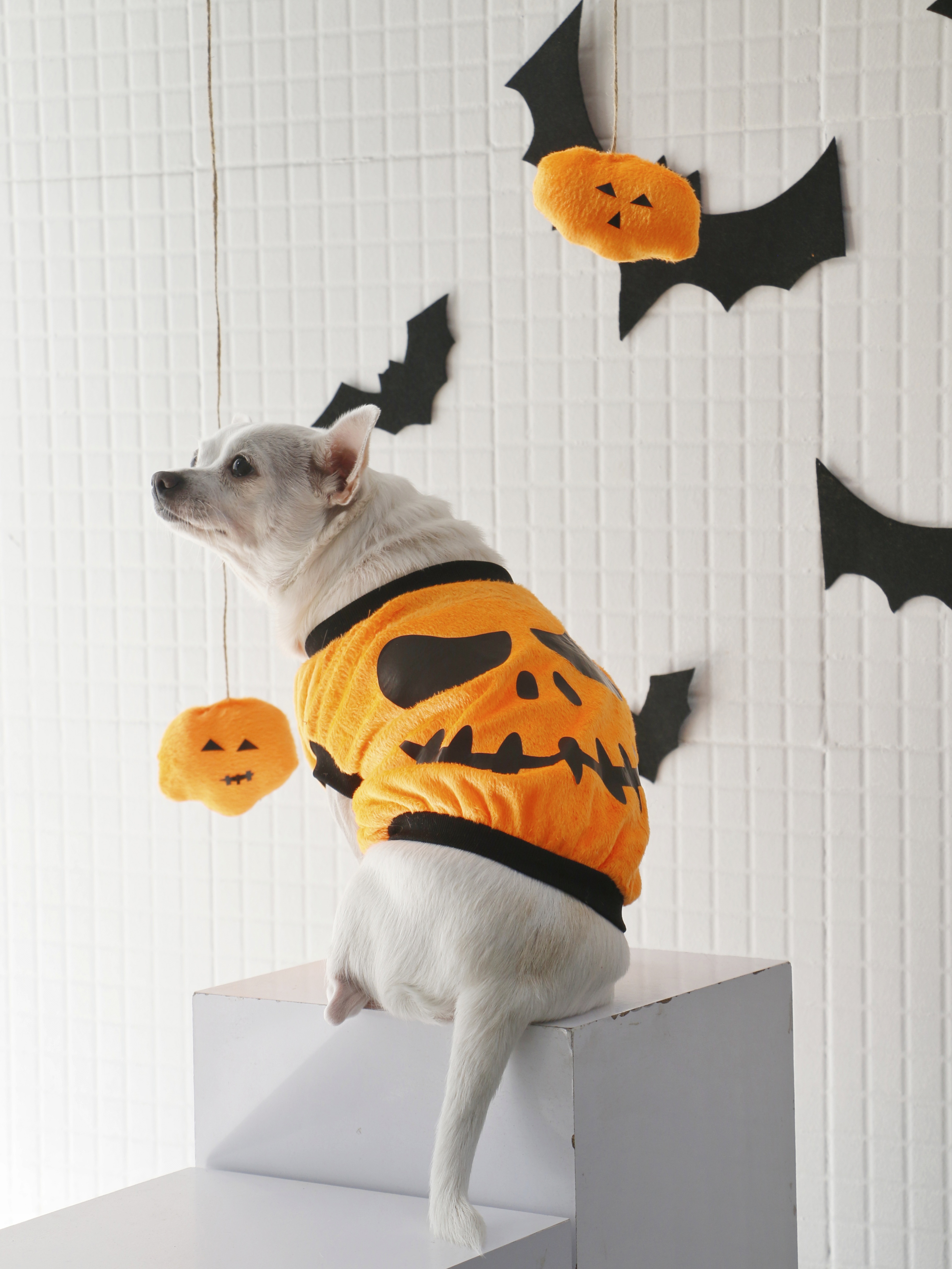 هودی سگ طرح هالووینی نارنجی (پسرانه)